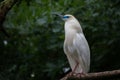 Malagasy pond heron