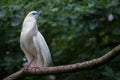 Malagasy pond heron