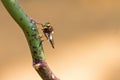 Malagasy robber fly Royalty Free Stock Photo