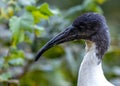 Malagasy Sacred Ibis (Threskiornis bernieri) in Spiritual Splendor