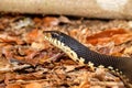 Malagasy snake Giant Hognose, Madagascar wildlife