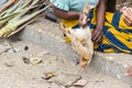 Malagasy woman holding an alive chicken ready to be sold at the market in Toliara. Madagascar