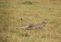 Malaika cheeta running after a wildebeest, Masai Mara