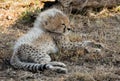 Malaika Cheetah cub relaxin, Masai Mara