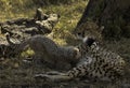 Malaika Cheetah feeding her cub resting under a tree at Masai Mara, Kenya Royalty Free Stock Photo