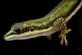 Malamakibo daygecko Phelsuma malamakibo