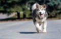 Malamute breed dog runs