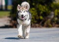 malamute breed dog runs