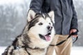 Malamute cute big dog sitting. winter season. lifestile with dogs. realistic.