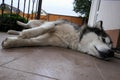 A Malamute dog lies on the threshold of a house