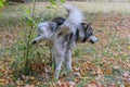 A Malamute dog marks its territory in nature Royalty Free Stock Photo