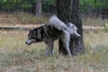 A Malamute dog marks its territory in nature Royalty Free Stock Photo