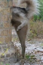 A Malamute dog marks an old brick column Royalty Free Stock Photo