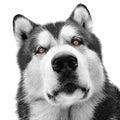 Malamute dog portrait Royalty Free Stock Photo