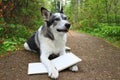 Dog holding a book with a pencil in its mouth Royalty Free Stock Photo