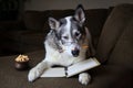 Malamute dog reading with a pencil in its mouth on a sofa Royalty Free Stock Photo