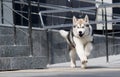 Malamute dog runs fast Royalty Free Stock Photo