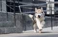 Malamute dog runs fast