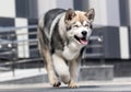 Malamute dog runs fast Royalty Free Stock Photo
