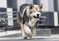 Malamute dog runs fast