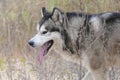 A Malamute dog runs in a field among dry grass