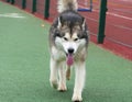 A Malamute dog runs in a sports stadium