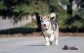 Malamute dog runs