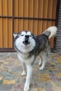 A Malamute dog walks in the yard of the house