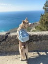 Malamute dog wearing backpack standing on the rock