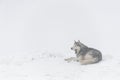 Malamute dog yawns, lying on the snow in the mountains