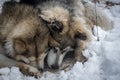 Malamute dogs digging snow