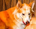 Malamute Husky Cross at rest and play. Calgary, Alberta, Canada