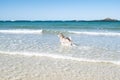 Malamute or Husky dog playing in the waves of a large beach in Brittany in summer Royalty Free Stock Photo