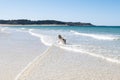 Malamute or Husky dog playing in the waves of a large beach in Brittany in summer Royalty Free Stock Photo