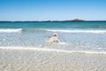 Malamute or Husky dog playing in the waves of a large beach in Brittany in summer Royalty Free Stock Photo