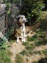 Malamute husky