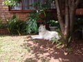 Malamute husky resting under tree