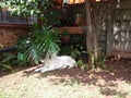 Malamute husky resting under tree