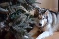 malamute next to a toppled christmas tree, looking caught