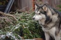 malamute next to a toppled christmas tree, looking caught