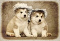 Malamute puppies Royalty Free Stock Photo