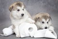 Malamute puppies play with toilet paper Royalty Free Stock Photo