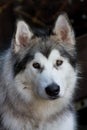 Malamute puppy Royalty Free Stock Photo
