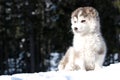 Malamute puppy Royalty Free Stock Photo