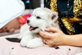 Malamute puppy in the arms of a woman Royalty Free Stock Photo