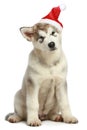 Malamute puppy in Christmas hat Royalty Free Stock Photo