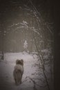 Malamute puppy in a spooky winter forest