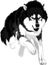 Malamute Royalty Free Stock Photo