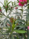 blurred pink nerium oleander flower plant in bloom and some unopened flower buds with green lanceolate leaves Royalty Free Stock Photo
