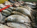 a group of fresh whitefish for background